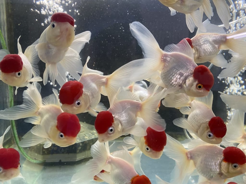 金魚