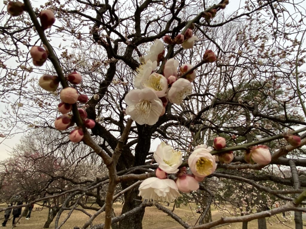 梅開花状況