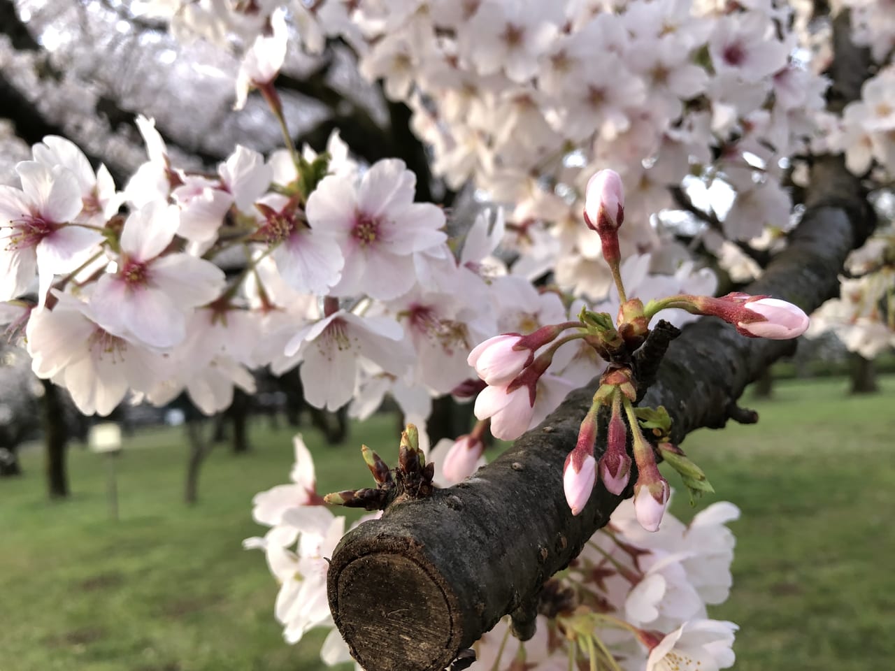 小平市 残念 桜の名所 都立小金井公園 桜まつりが中止になりました 混雑を避けてお花見を バーベキュー広場も現在利用中止です 号外net 小平市