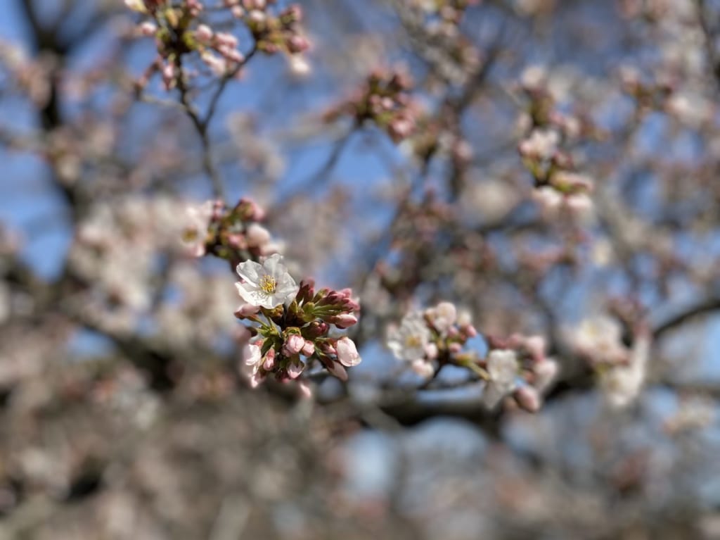 小金井公園020321