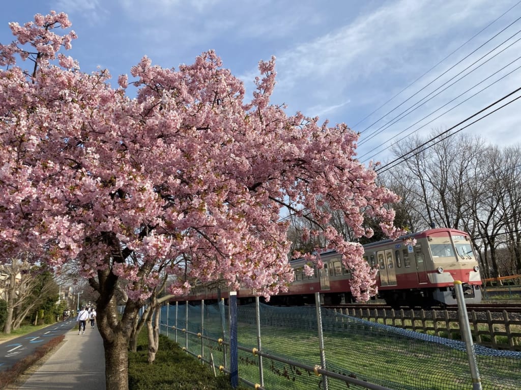 河津桜と西武線