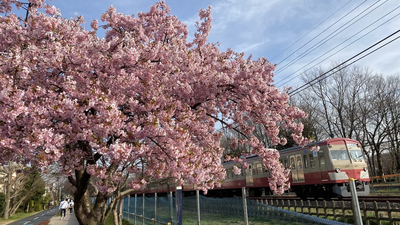 河津桜と西武線