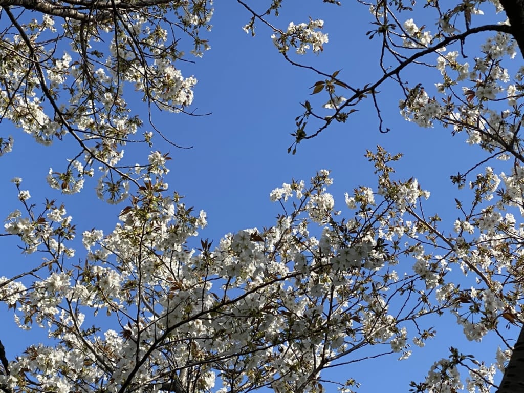 小金井公園の桜