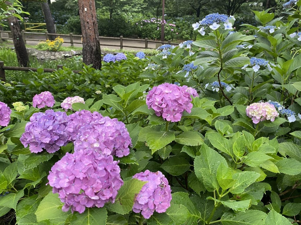 あじさい公園