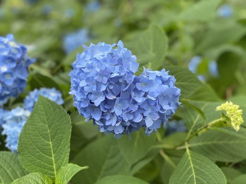 あじさい公園