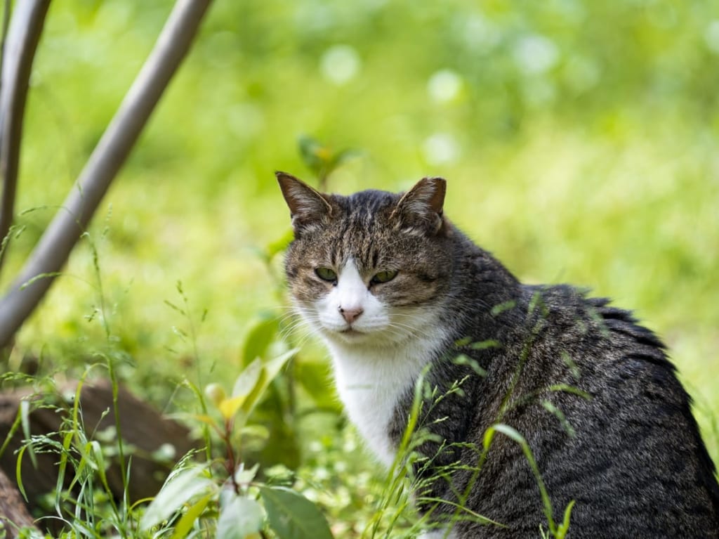 猫