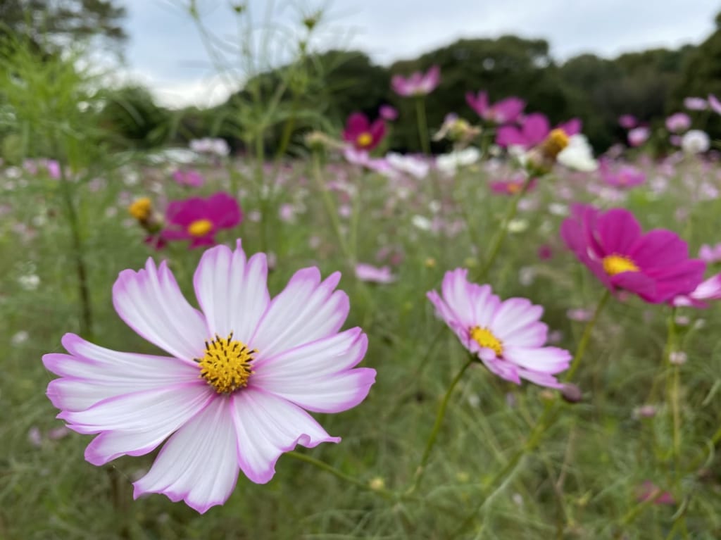 小金井公園