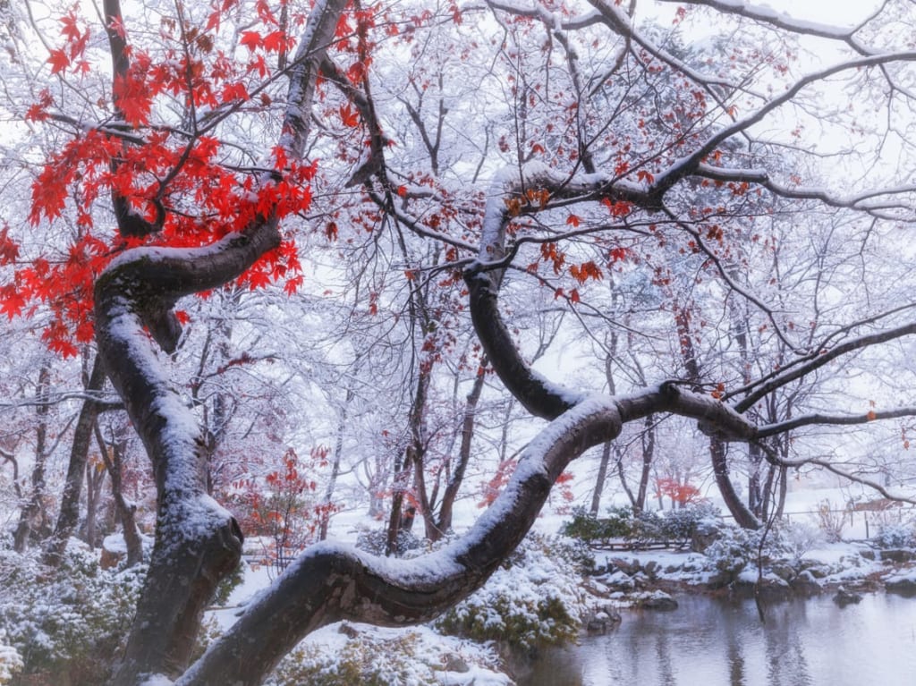 Instagramフォトコンテスト「小平の晩秋＆冬」の受賞作品が発表