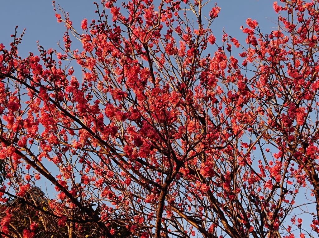 小平ふるさと村の紅梅