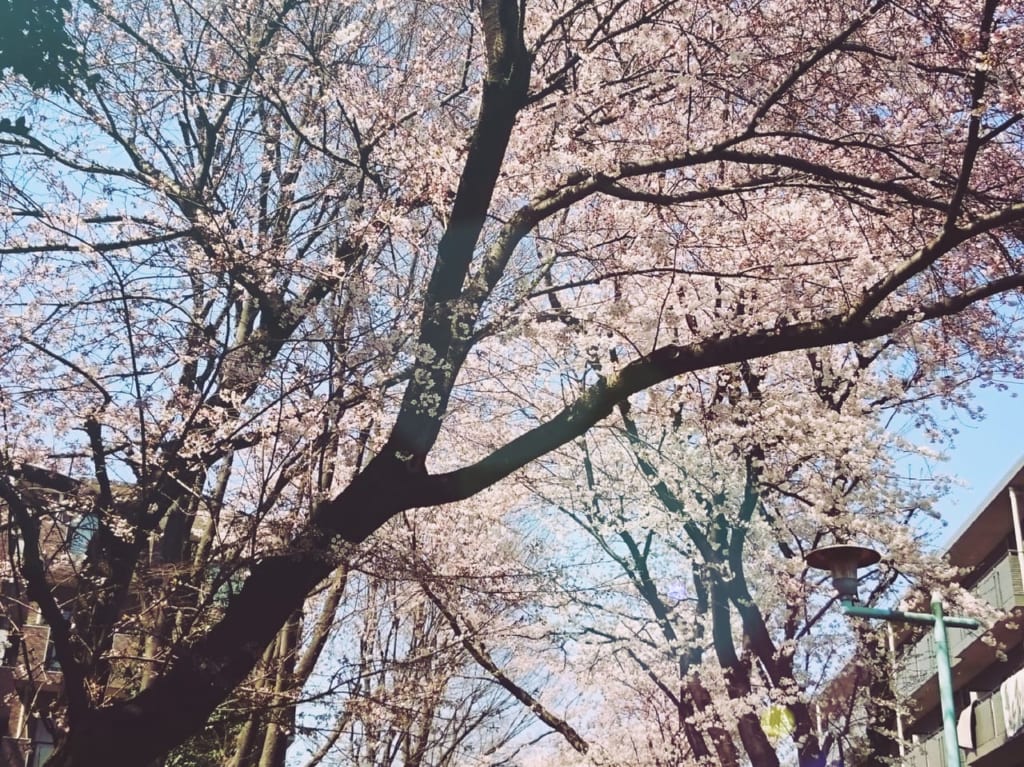 小平グリーンロードの桜