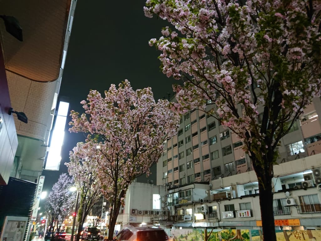 小平グリーンロードの近くの桜の天の川