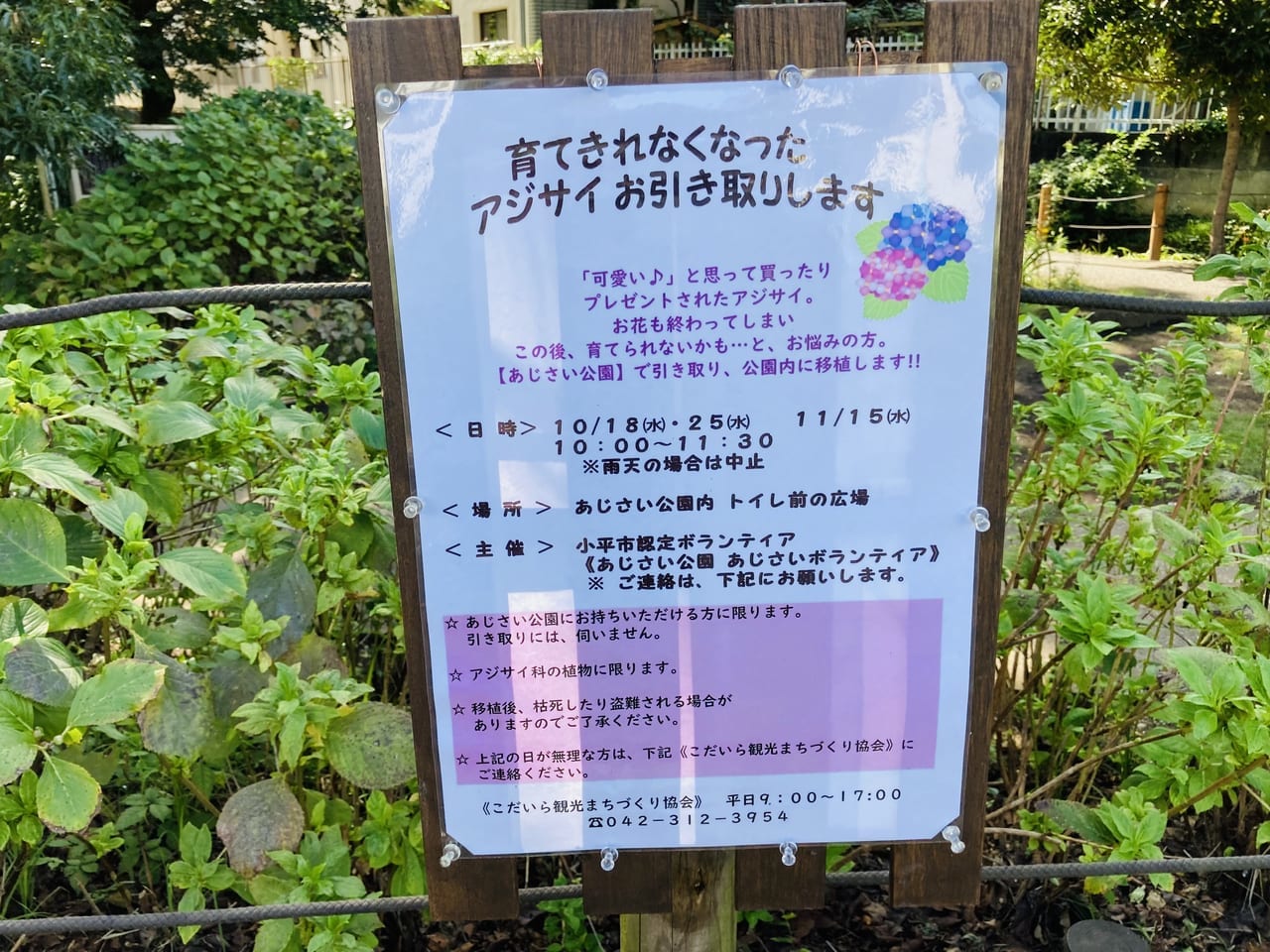 紫陽花ポスター