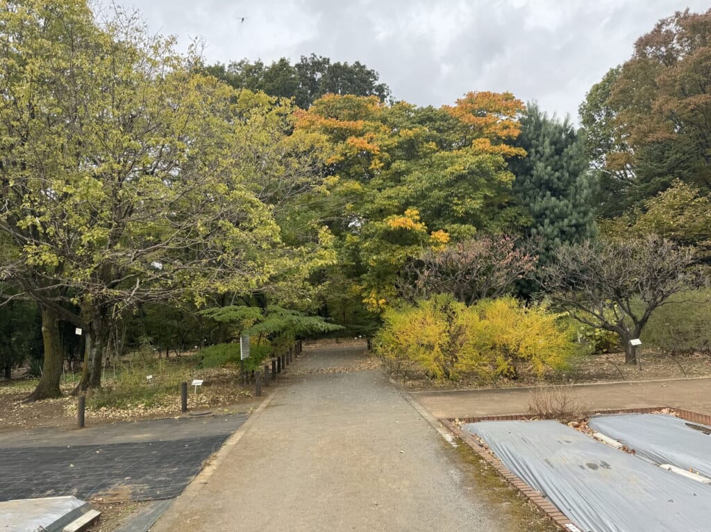 紅葉