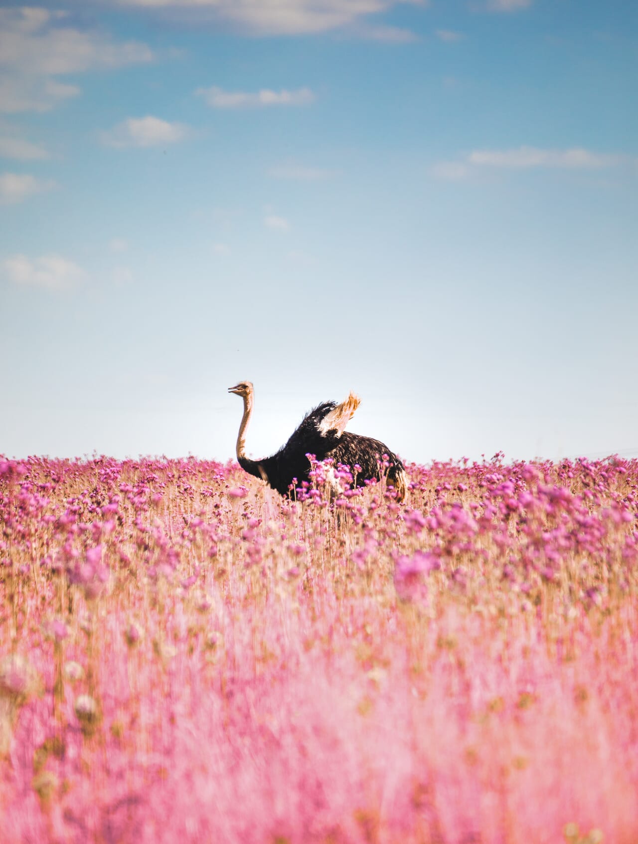 ダチョウとお花