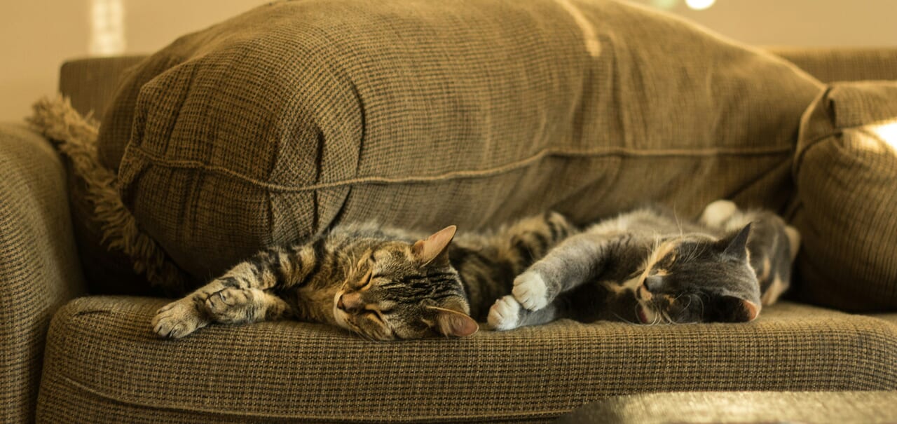 ねこ