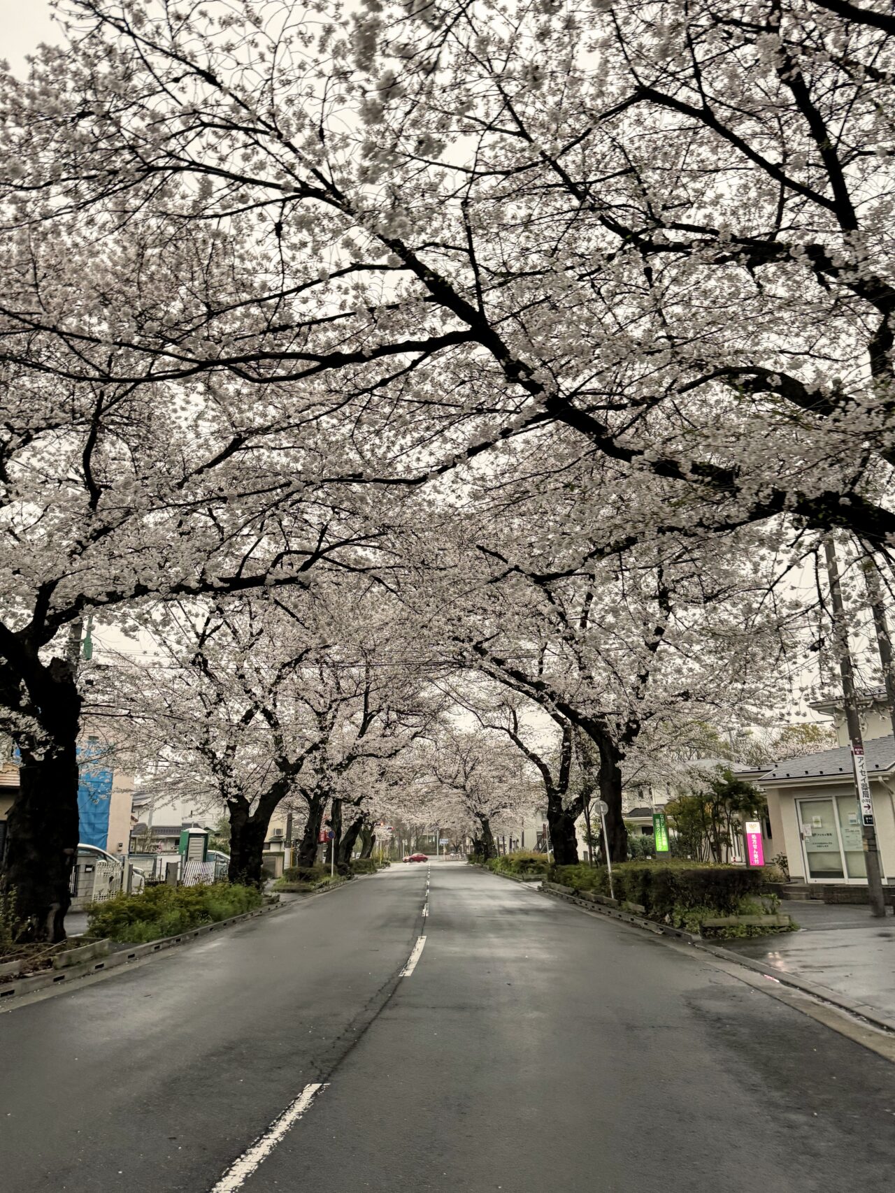 桜まつり