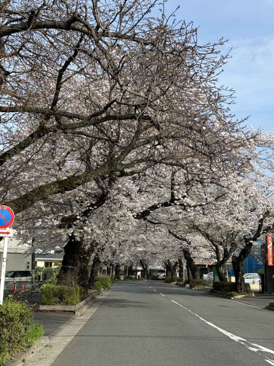 さくらまつり