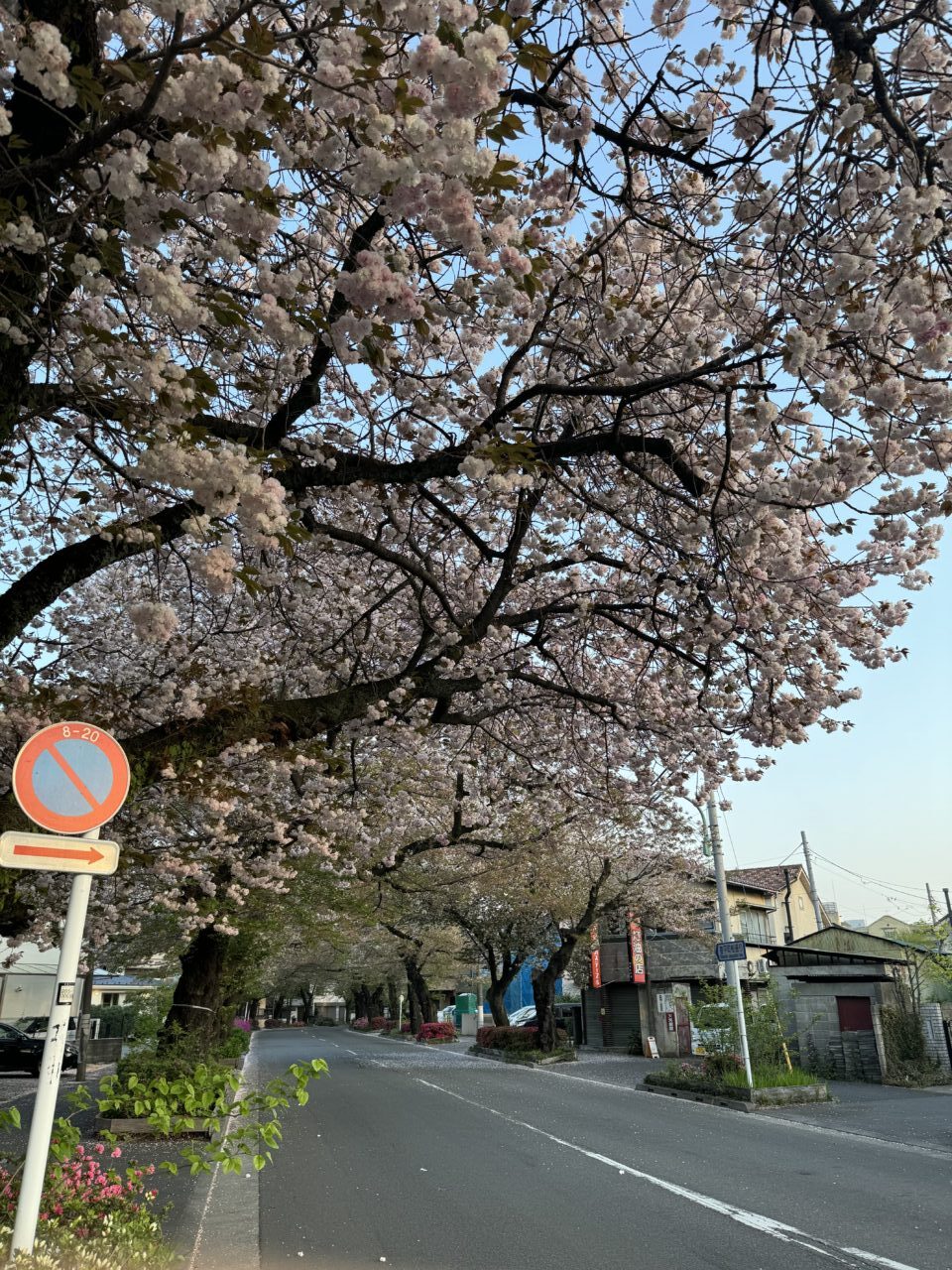 桜まつり